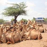 Camelins